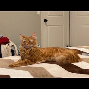 Meet your Posher, Han